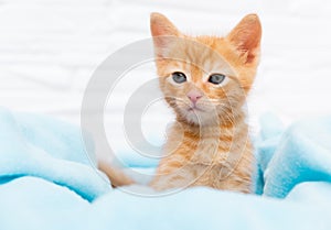 Close up ginger tabby curious kitten sits in a blue blanket and looks around. Pets concept