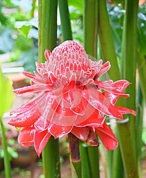 Close up of Ginger Torch Flower - Etlingera Elatior - Decorative Large Red Flower