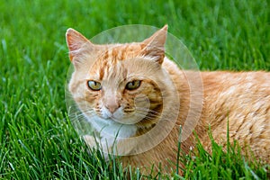 Close-up of a ginger and white cat lounging in the green grass