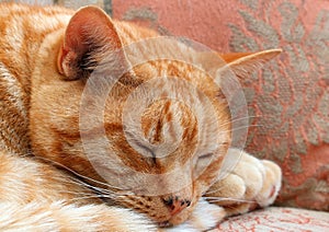 Close up of a gingers cats face.