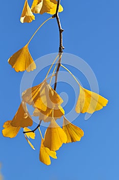 Close Up of Ginkgo Leaves