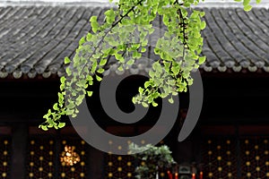 Close up of Ginko Biloba leave outside temple