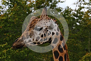 Close-up giraf, giraffe