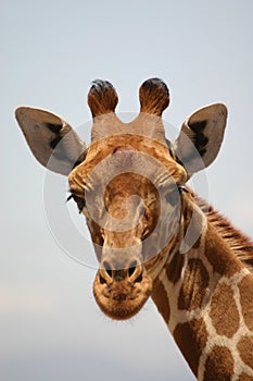 Close-up giraf, giraffe