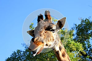 Close up of a Giraffe