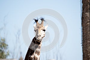 a close up of a giraffe