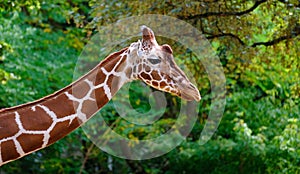 close-up of giraffe animal with long neck, Giraffa camelopardalis, brown spots on shiny skin, artiodactyl mammal from giraffidae