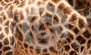 Close up of giraffe coat pattern