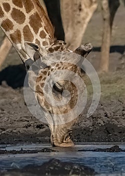 Thirsty lips drinking from river