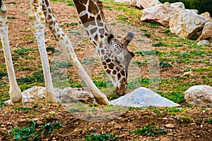 Close up of a giraffe eating grass