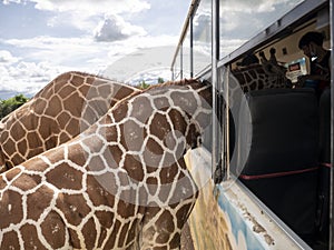 Close up Giraffe face when eat food from people on a bus.