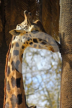 Close up giraffe face with its tongue outside its mouth.