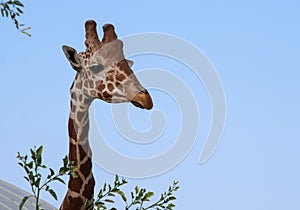 Close-up of a giraffe in front of blue sky background, looking at the camera