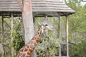 Close-up of giraffe in front of lush greenery Looking at the camera as if to say you were looking at me? There is space for text