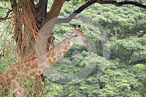 Close-up of giraffe in front of lush greenery Looking at the camera as if to say you were looking at me? There is space for text photo