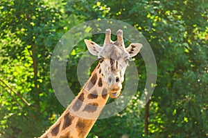 Close-up of a giraffe in front of some green trees. With space for text.