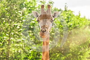 Close-up of a giraffe in front of some green trees. With space for text.
