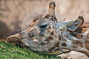 Close-up of giraffe