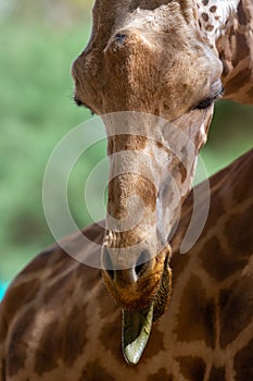 A close up of a giraffe giraffa head with tongue out in Africa portrait view