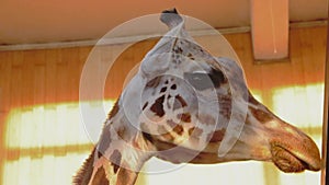 Close-up on a giraffe. The giraffe licks the metal with its long tongue. The giraffe is an artiodactyl mammal from the