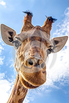 Close-up of a giraffe head