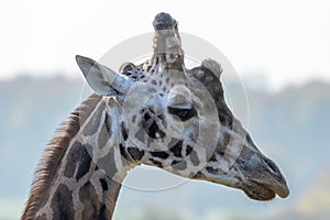 A close up of a giraffe head portrait