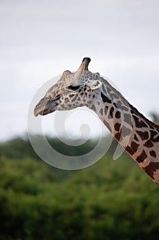 Close-up of a giraffe head in Tsavo, Kenya, Africa. Cute giraffe with sky background. Safari, wild life