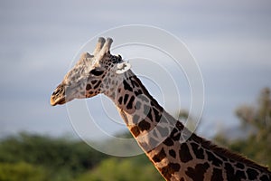 Close-up of a giraffe head in Tsavo, Kenya, Africa. Cute giraffe with sky background. Safari, wild life