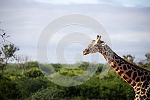 Close-up of a giraffe head in Tsavo, Kenya, Africa. Cute giraffe with sky background. Safari, wild life