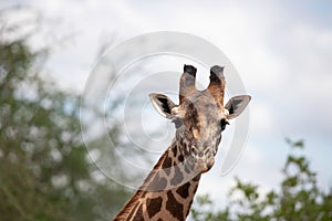 Close-up of a giraffe head in Tsavo, Kenya, Africa. Cute giraffe with sky background. Safari, wild life