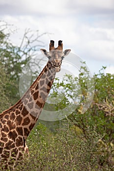 Close-up of a giraffe head in Tsavo, Kenya, Africa. Cute giraffe with sky background. Safari, wild life