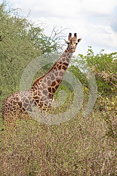 Close-up of a giraffe head in Tsavo, Kenya, Africa. Cute giraffe with sky background. Safari, wild life