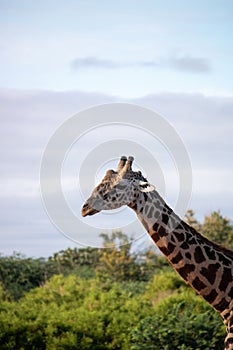 Close-up of a giraffe head in Tsavo, Kenya, Africa. Cute giraffe with sky background. Safari, wild life