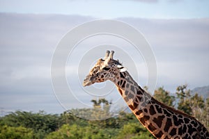 Close-up of a giraffe head in Tsavo, Kenya, Africa. Cute giraffe with sky background. Safari, wild life