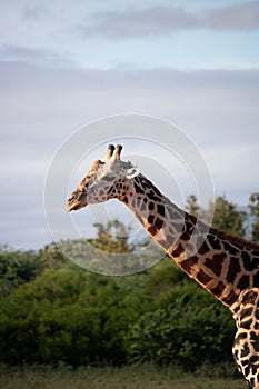 Close-up of a giraffe head in Tsavo, Kenya, Africa. Cute giraffe with sky background. Safari, wild life