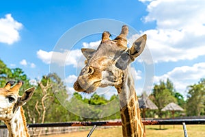 Close up giraffe head in zoo