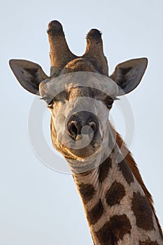 Close-up giraffe isolated on blue