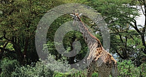 Close-up of a giraffe in a landscape location in Africa.