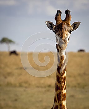Close up of a giraffe looking at viewer