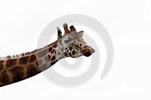 Close up of a giraffe from neck up