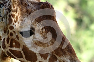 Close-up of a giraffe`s eye