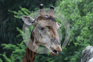 Close-up Giraffe`s Face