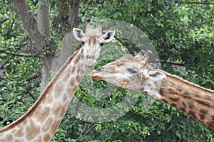 Close-up Giraffe`s Face