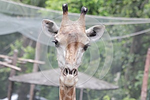 Close-up Giraffe`s Face