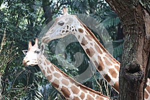 Close-up of a giraffe's face