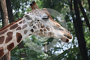 Close up of a giraffe's face