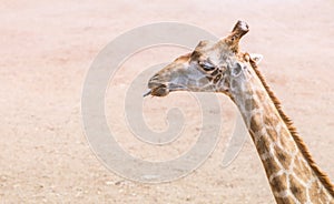 Close up Giraffe`s head