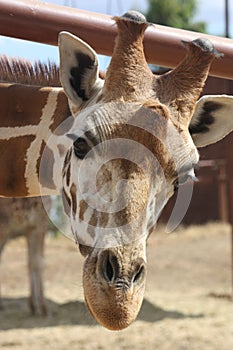 Close-up of a giraffe`s head