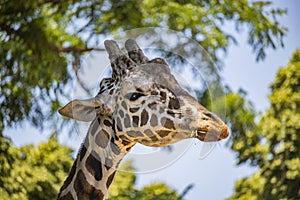 Close-up of a Giraffe`s head