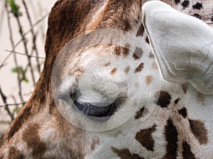 Close-up of giraffe`s head